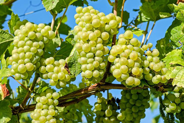 Grapes