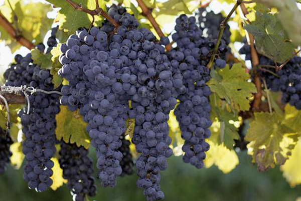 Grapes